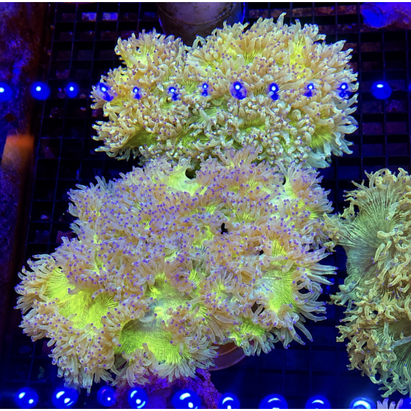 GREEN ELEGANCE CORAL